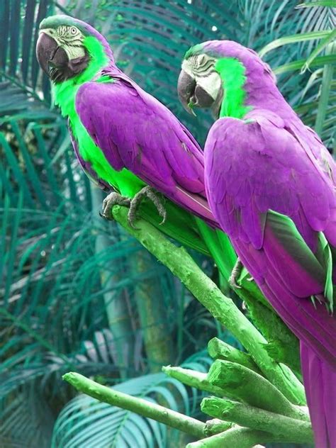 Purple Parrots | Pet birds, Beautiful birds, Colorful birds