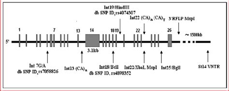 Structure of factor VIII gene depicting various polymorphic sites ...