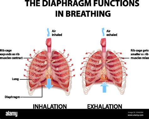 Diaphragm Breathing Diagram