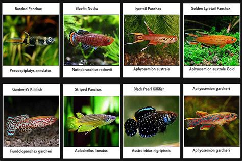 Everything You Need to Know About Killifish