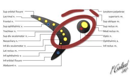 Superior orbital fissure nerves (mnemonic) | Radiology Reference ...