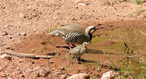 Wildlife Wednesday: Chukar | Red Rock Canyon Las Vegas