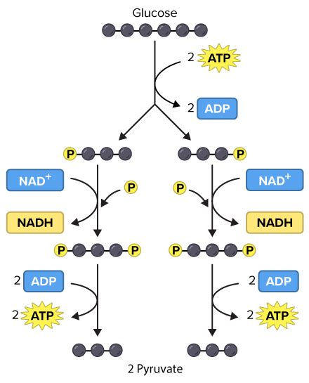 How many atps are produced total in cellular respiration. How many ATP ...