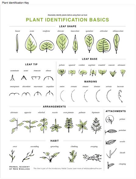 Basic Botany: Describing Leaves – Herbal Academy