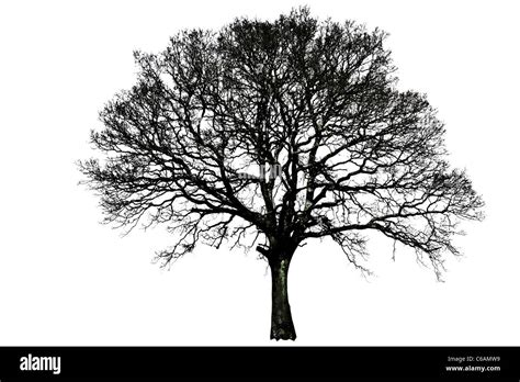 Black And White Silhouette Tree Line