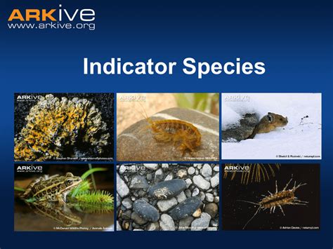 Indicator Species What is an indicator species?