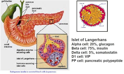 Novel Approach to Diabetes Mellitus – Dr Rajiv Desai