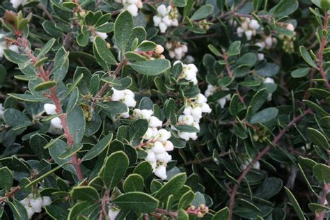 Emerald Carpet Manzanita - Arctostaphylos 'Emerald Carpet' | Ground ...