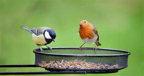 Wild Bird Feeding - Earlswood Garden Centre & Cafe Guernsey