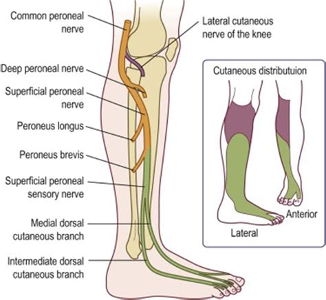 Entrapment Neuropathies of the Lower Extremity - Medical Clinics