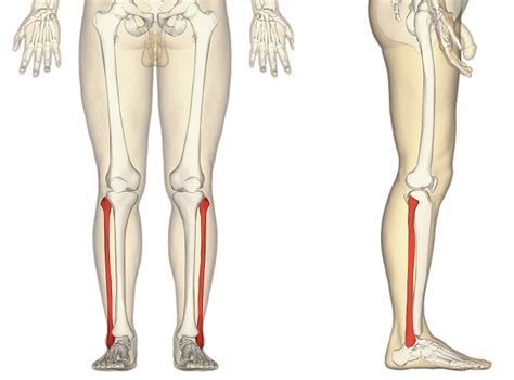 The Fibula - Surfaces - Articulations - Fractures - TeachMeAnatomy