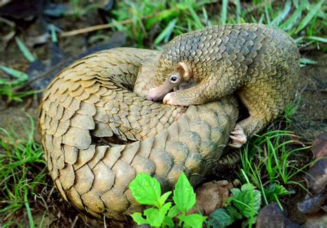 50 Interesting Pangolin Facts You Have to Know About - Facts.net