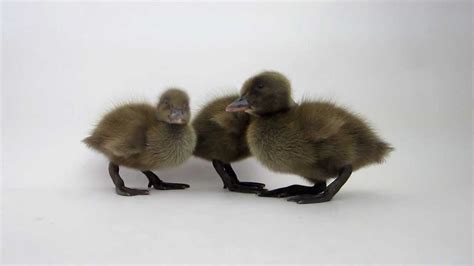 Khaki Campbell Ducklings @ Meyer Hatchery - YouTube