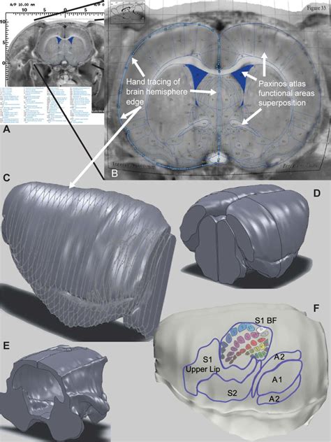 Schematic representation of the creation of the 3D rat brain model. (A ...