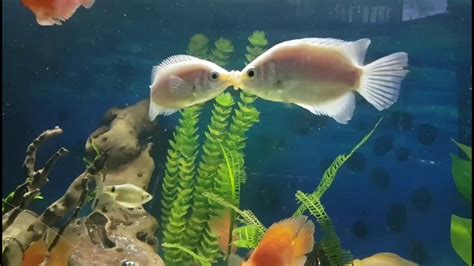 Kissing gourami breeding or fighting behaviour? - YouTube