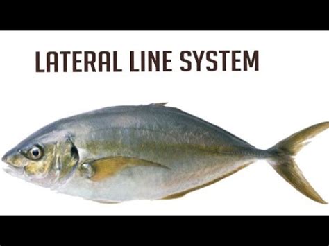 lateral line system and electrical sensing - YouTube