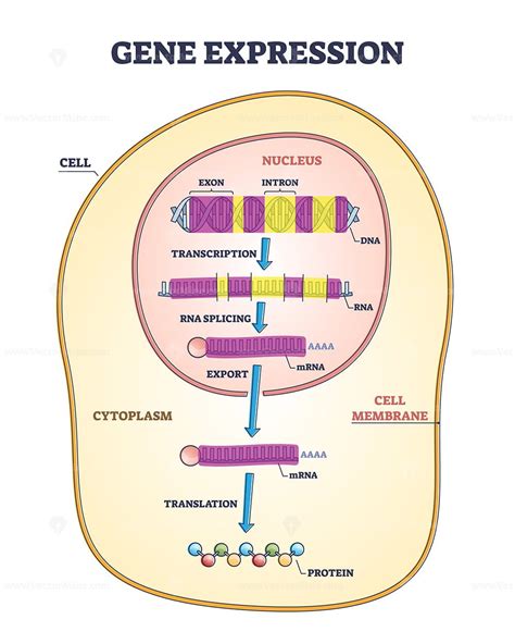 Gene expression stages with transcription and RNA splicing outline ...