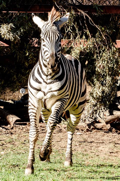 Oakland Zoo Acquires Zebras from Safari West | Oakland Zoo