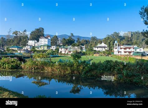 Nuwara Eliya tea fields of Sri Lanka Stock Photo - Alamy