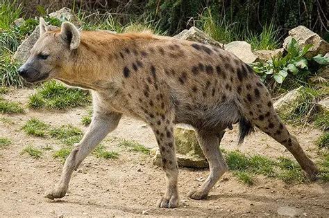 Spotted Hyena Facts | Anatomy, Diet, Habitat, Behavior - Animals Time