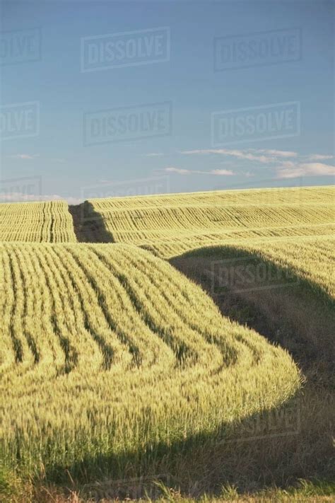 Rows Of Wheat In A Field - Stock Photo - Dissolve