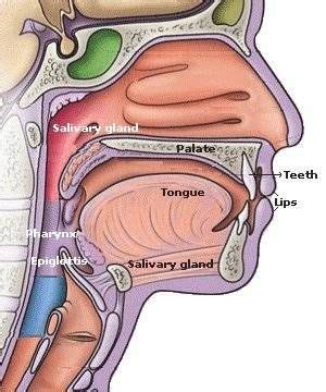 Digestion in Mouth | Digestion, Mouth digestive system, Digestive ...