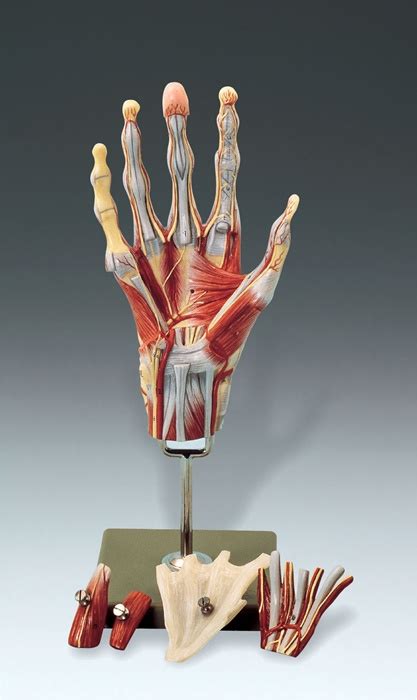 Muscles of the Hand Model - MedWest Medical Supplies