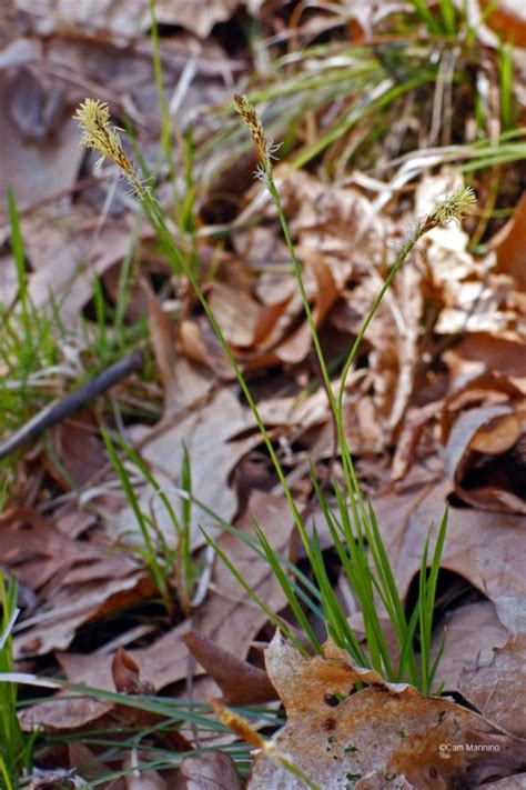 Pennsylvania Sedge | Natural Areas Notebook