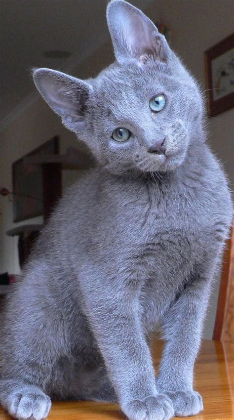 Pictures Of Russian Blue Cats And Nothing More in 2021 | Kittens cutest ...