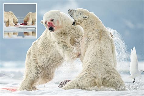 Incredible moment polar bears fight it out over prey but then decide to ...