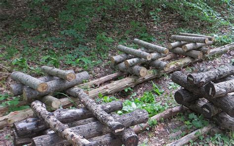 Maitri Homestead: Oyster Mushroom Logs