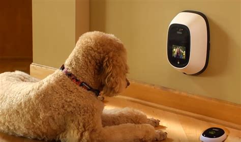 Dog Camera – Attention Dog Lovers – You need this! - AllCore Communications