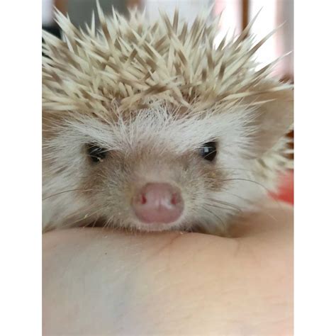 Jual Landak Peliharaan Mini Lucu Hidup Hedgehog Harga Satuan