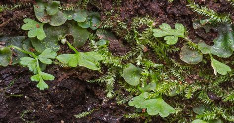 fern gametophytes and young sporophytes | Evans Creek Preser… | Flickr