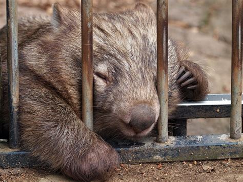 Sleeping Wombat | Wombat, Sleeping animals, Wombat images