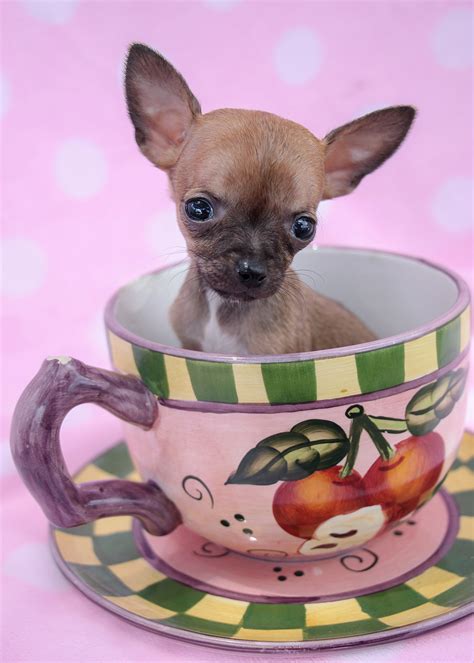 I give you the Teacup Chihuahua : r/cute