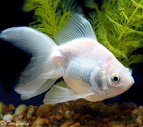 White Goldfish in Aquarium