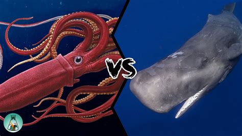 GIANT SQUID VS SPERM WHALE - Who would win this fight from the depths ...