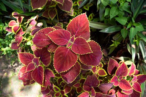 Acalypha wilkesiana Red Plant – Mapro