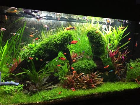 33 gallons planted tank (mostly live plants and fish) - Planted tank ...