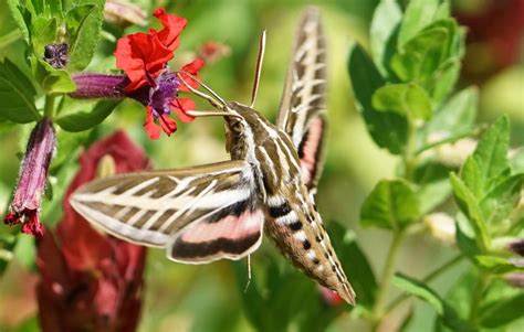 Sphinx moths - Planters Place