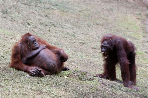 Planet of the dying apes: experts sound alarm over shrinking habitats