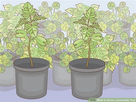 How to Grow a Jacaranda Tree: 11 Steps (with Pictures) - wikiHow