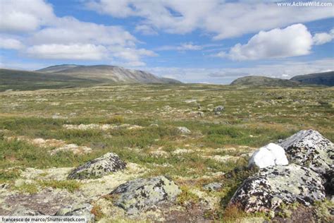 The Tundra Biome: Facts, Pictures & Information; A Land Of Frozen Beauty