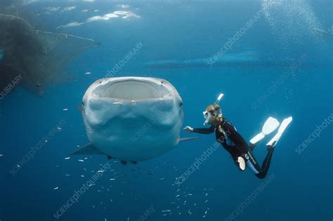 Whale Shark filter feeding - Stock Image - C022/4307 - Science Photo ...