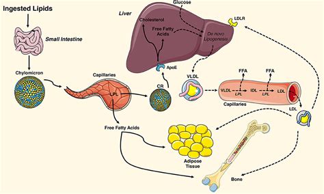 Frontiers | Dual Effects of Lipid Metabolism on Osteoblast Function