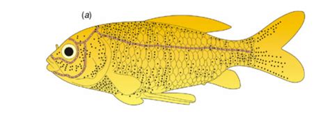 Lateral Line System in Fish: Structure and Function