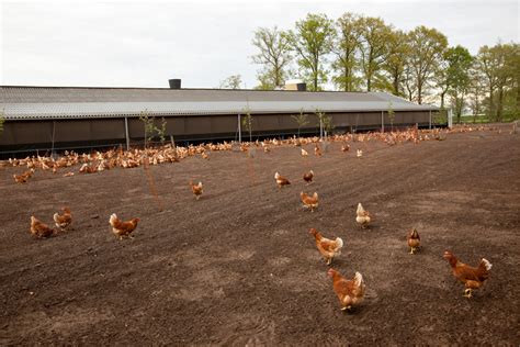 How to Run a Poultry Business | SME South Africa