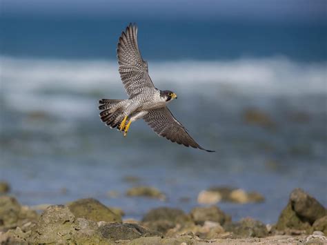 Where Do Peregrine Falcons Live? (Habitat + Distribution) | Bird Fact