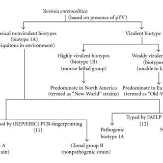 (PDF) Yersinia enterocolitica: Mode of Transmission, Molecular Insights ...